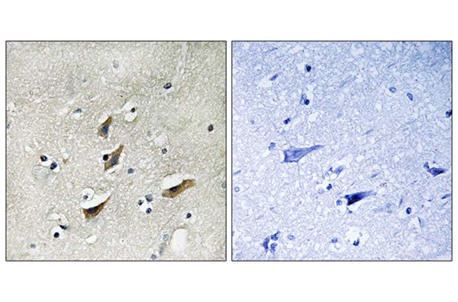 Immunohistochemistry - Anti-Dematin Antibody (B0904) - Antibodies.com
