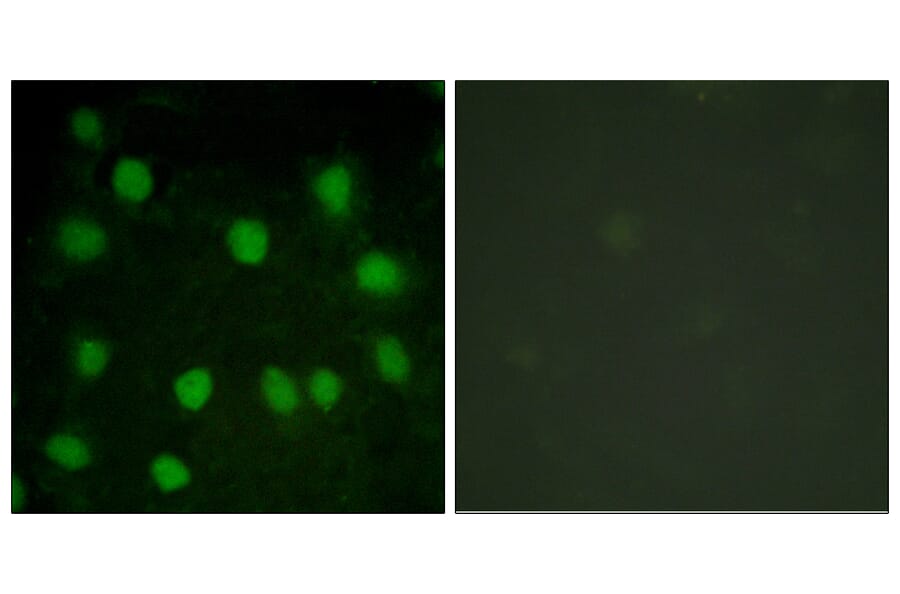 Immunofluorescence - Anti-Dematin Antibody (B0904) - Antibodies.com