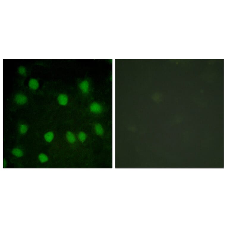Immunofluorescence - Anti-Dematin Antibody (B0904) - Antibodies.com
