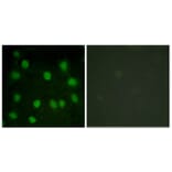 Immunofluorescence - Anti-Dematin Antibody (B0904) - Antibodies.com
