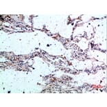 Immunohistochemistry - Anti-CSNK1A1 Antibody (C30815) - Antibodies.com