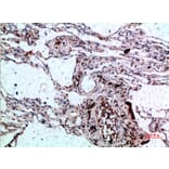 Immunohistochemistry - Anti-CSNK1A1 Antibody (C30815) - Antibodies.com