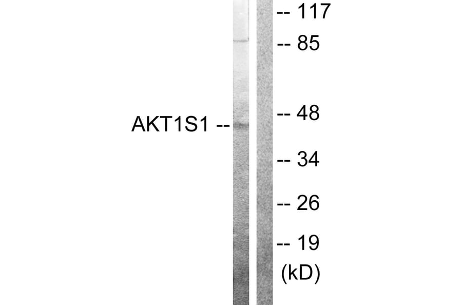 Western Blot - Anti-Akt1 S1 Antibody (B0453) - Antibodies.com