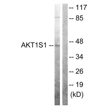 Western Blot - Anti-Akt1 S1 Antibody (B0453) - Antibodies.com