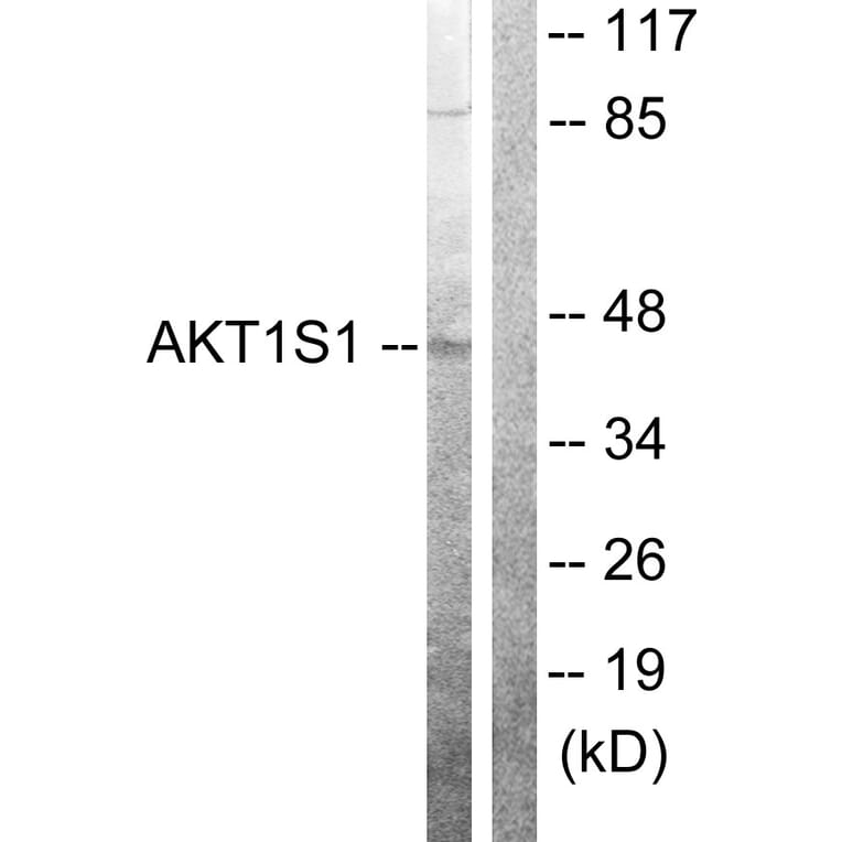 Western Blot - Anti-Akt1 S1 Antibody (B0453) - Antibodies.com