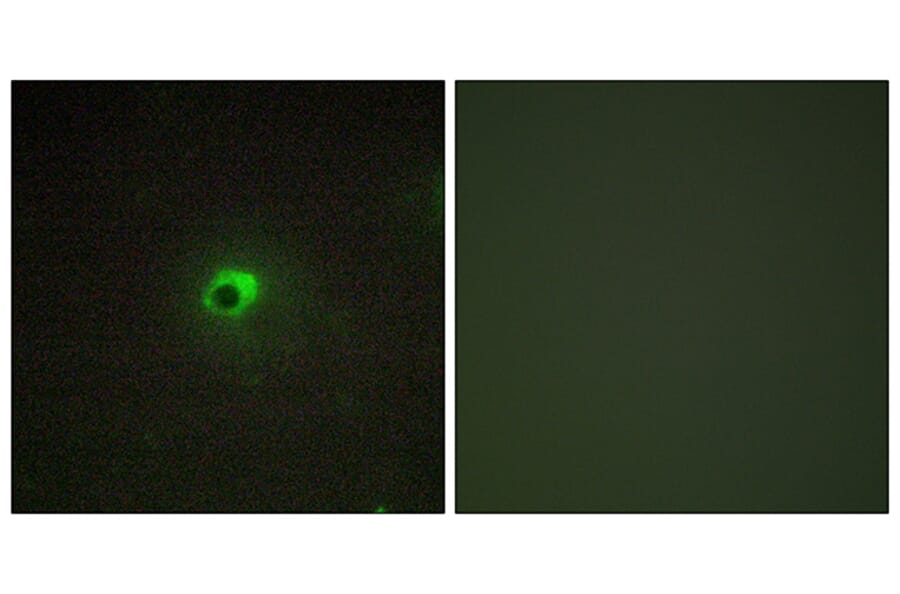 Immunofluorescence - Anti-ACTR-1C Antibody (C11368) - Antibodies.com