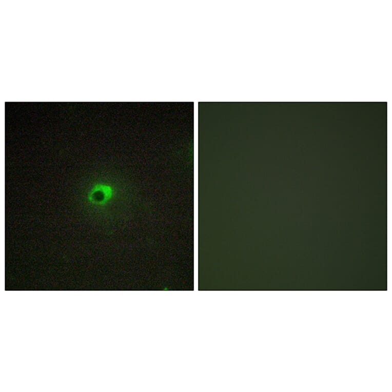 Immunofluorescence - Anti-ACTR-1C Antibody (C11368) - Antibodies.com