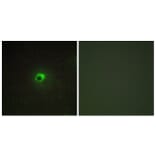 Immunofluorescence - Anti-ACTR-1C Antibody (C11368) - Antibodies.com