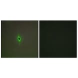 Immunofluorescence - Anti-5-HT-2C Antibody (C12015) - Antibodies.com