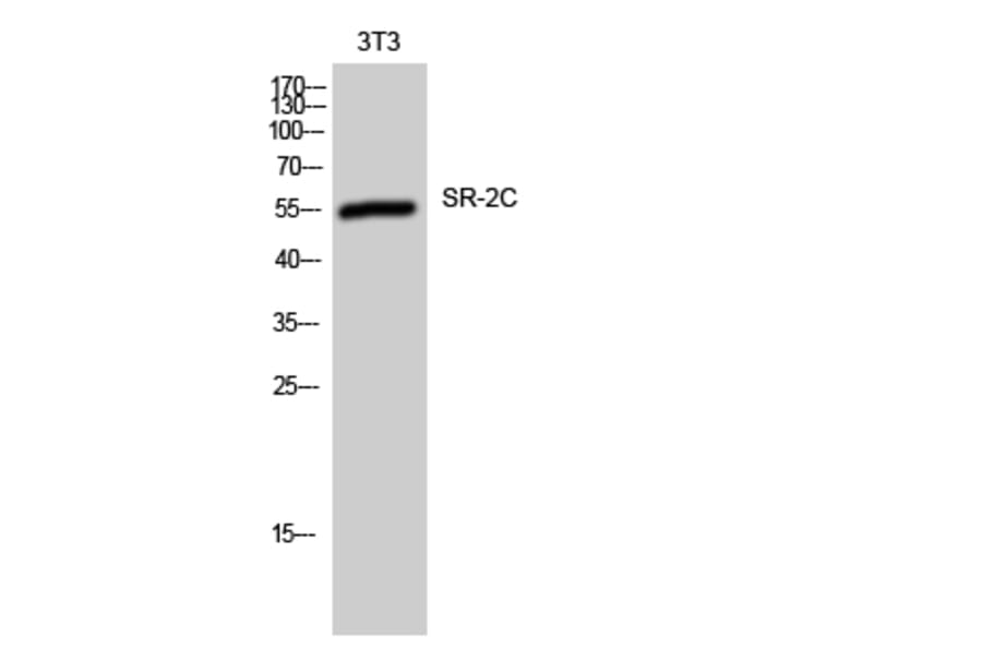 Western Blot - Anti-5-HT-2C Antibody (C12015) - Antibodies.com