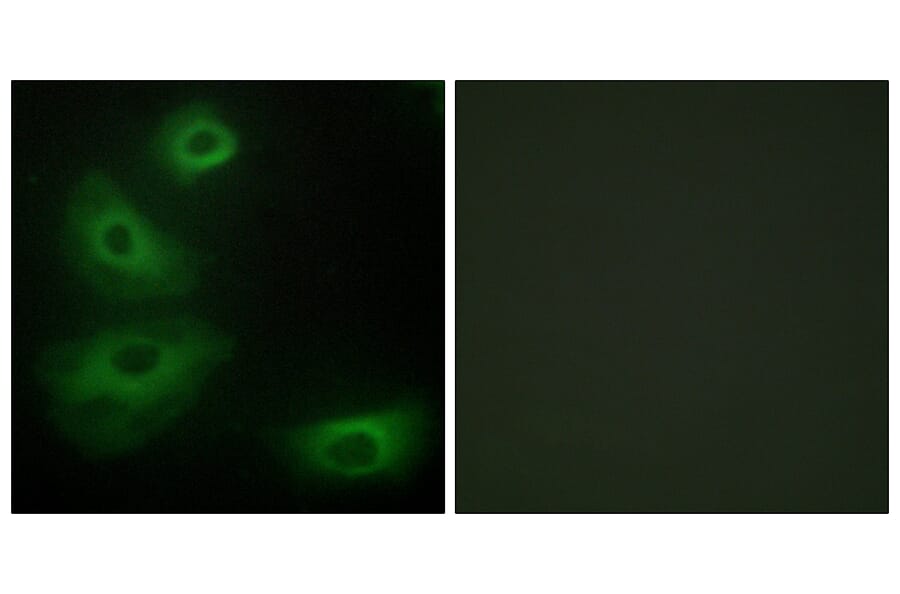 Immunofluorescence - Anti-5-HT-1B Antibody (C12009) - Antibodies.com
