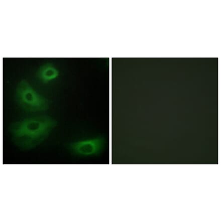 Immunofluorescence - Anti-5-HT-1B Antibody (C12009) - Antibodies.com