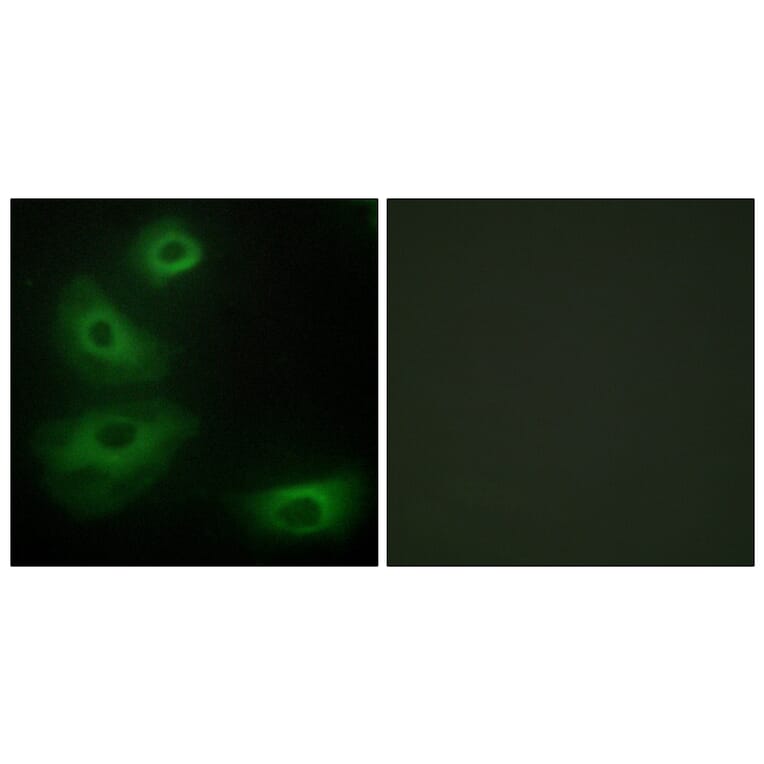 Immunofluorescence - Anti-5-HT-1B Antibody (C12009) - Antibodies.com