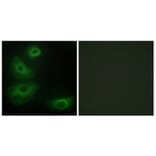 Immunofluorescence - Anti-5-HT-1B Antibody (C12009) - Antibodies.com