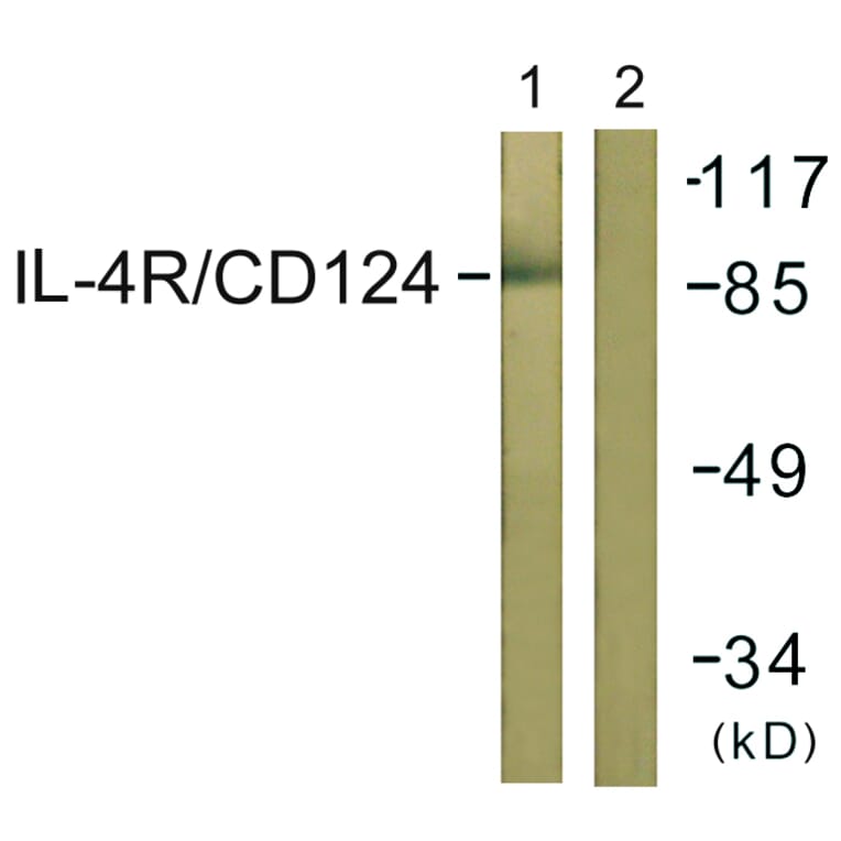 Western Blot - Anti-IL-4RAntibody (B1064) - Antibodies.com
