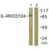 Western Blot - Anti-IL-4RAntibody (B1064) - Antibodies.com