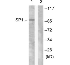 Western Blot - Anti-SP1 Antibody (B0577) - Antibodies.com