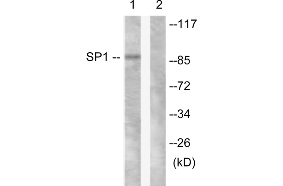 Western Blot - Anti-SP1 Antibody (B0577) - Antibodies.com