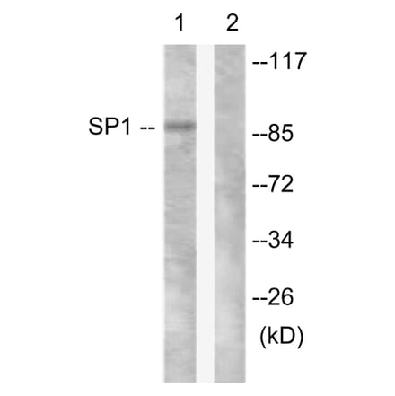 Western Blot - Anti-SP1 Antibody (B0577) - Antibodies.com