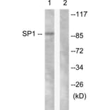 Western Blot - Anti-SP1 Antibody (B0577) - Antibodies.com