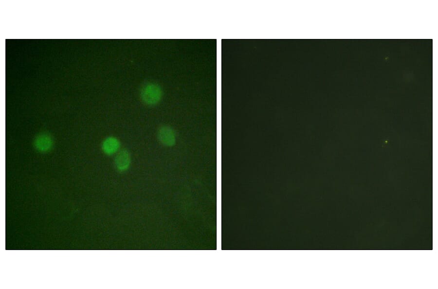 Immunofluorescence - Anti-SP1 Antibody (B0577) - Antibodies.com