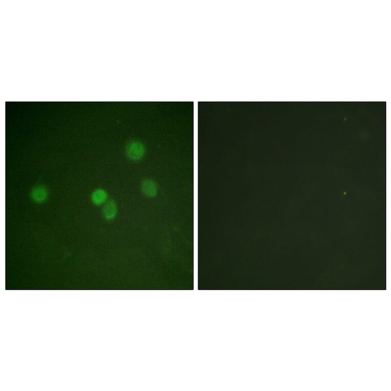 Immunofluorescence - Anti-SP1 Antibody (B0577) - Antibodies.com