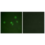 Immunofluorescence - Anti-SP1 Antibody (B0577) - Antibodies.com
