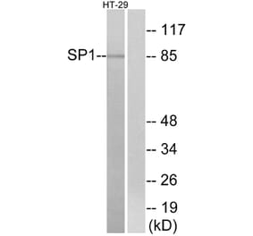 Western Blot - Anti-SP1 Antibody (B7218) - Antibodies.com