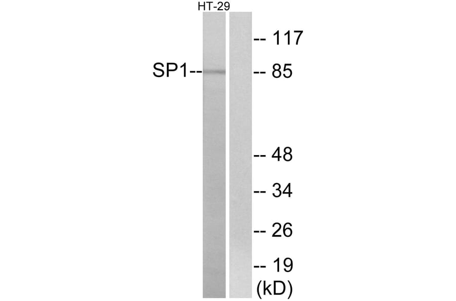 Western Blot - Anti-SP1 Antibody (B7218) - Antibodies.com