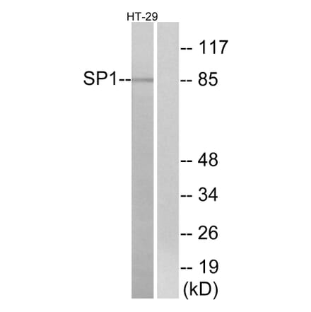 Western Blot - Anti-SP1 Antibody (B7218) - Antibodies.com