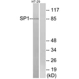 Western Blot - Anti-SP1 Antibody (B7218) - Antibodies.com