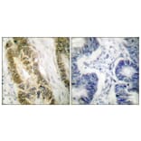 Immunohistochemistry - Anti-SP1 Antibody (B7218) - Antibodies.com