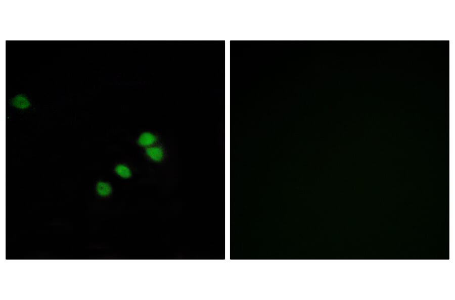 Immunofluorescence - Anti-SP1 Antibody (B7218) - Antibodies.com