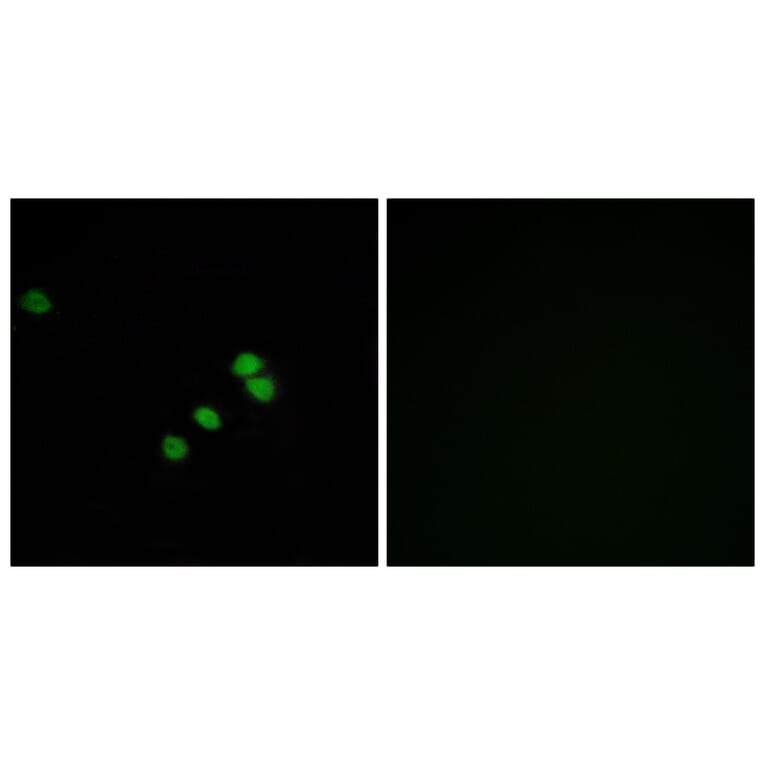 Immunofluorescence - Anti-SP1 Antibody (B7218) - Antibodies.com