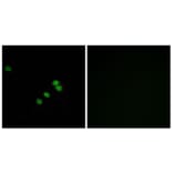 Immunofluorescence - Anti-SP1 Antibody (B7218) - Antibodies.com