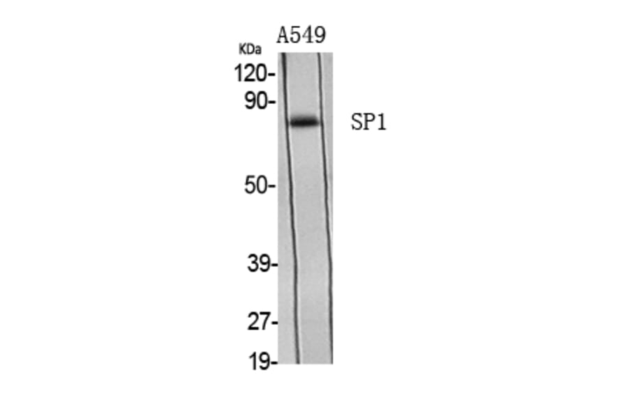 Western Blot - Anti-SP1 Antibody (B7218) - Antibodies.com