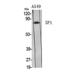 Western Blot - Anti-SP1 Antibody (B7218) - Antibodies.com