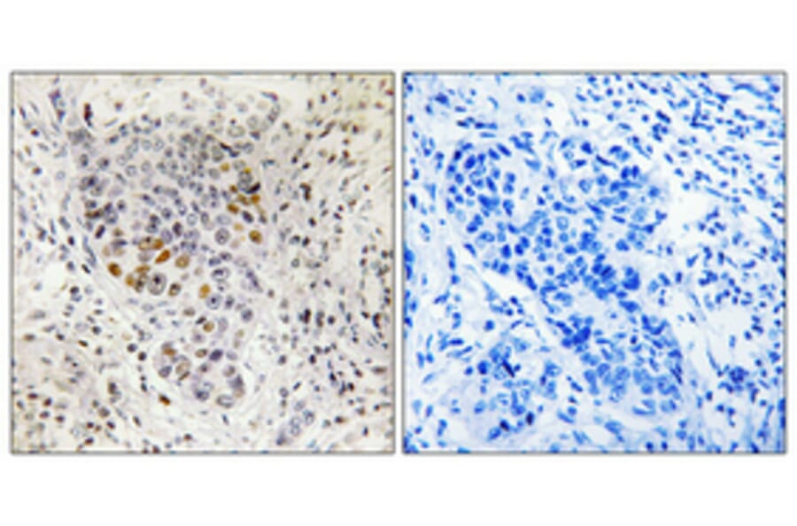 Immunohistochemistry - Anti-SP1 Antibody (B7218) - Antibodies.com