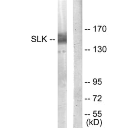 Western Blot - Anti-SLK Antibody (C11681) - Antibodies.com