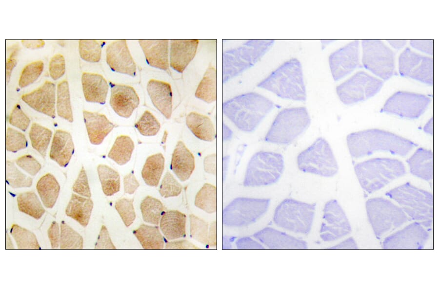 Immunohistochemistry - Anti-SLK Antibody (C11681) - Antibodies.com