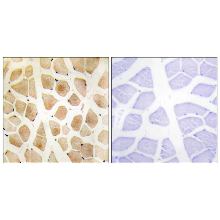 Immunohistochemistry - Anti-SLK Antibody (C11681) - Antibodies.com