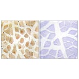 Immunohistochemistry - Anti-SLK Antibody (C11681) - Antibodies.com