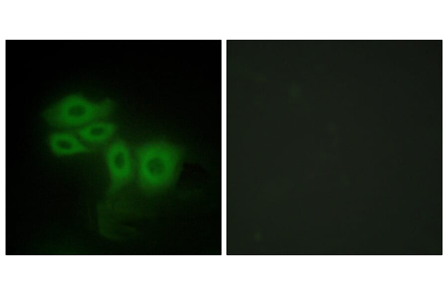 Immunofluorescence - Anti-SLK Antibody (C11681) - Antibodies.com