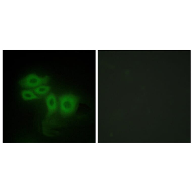 Immunofluorescence - Anti-SLK Antibody (C11681) - Antibodies.com