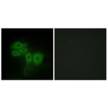 Immunofluorescence - Anti-SLK Antibody (C11681) - Antibodies.com