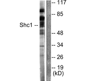 Western Blot - Anti-Shc Antibody (B0024) - Antibodies.com