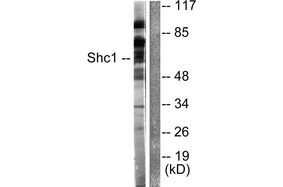 Western Blot - Anti-Shc Antibody (B0024) - Antibodies.com