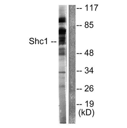 Western Blot - Anti-Shc Antibody (B0024) - Antibodies.com