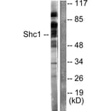 Western Blot - Anti-Shc Antibody (B0024) - Antibodies.com