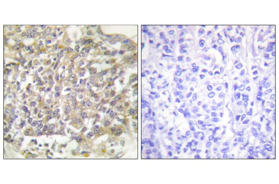 Immunohistochemistry - Anti-Shc Antibody (B0024) - Antibodies.com
